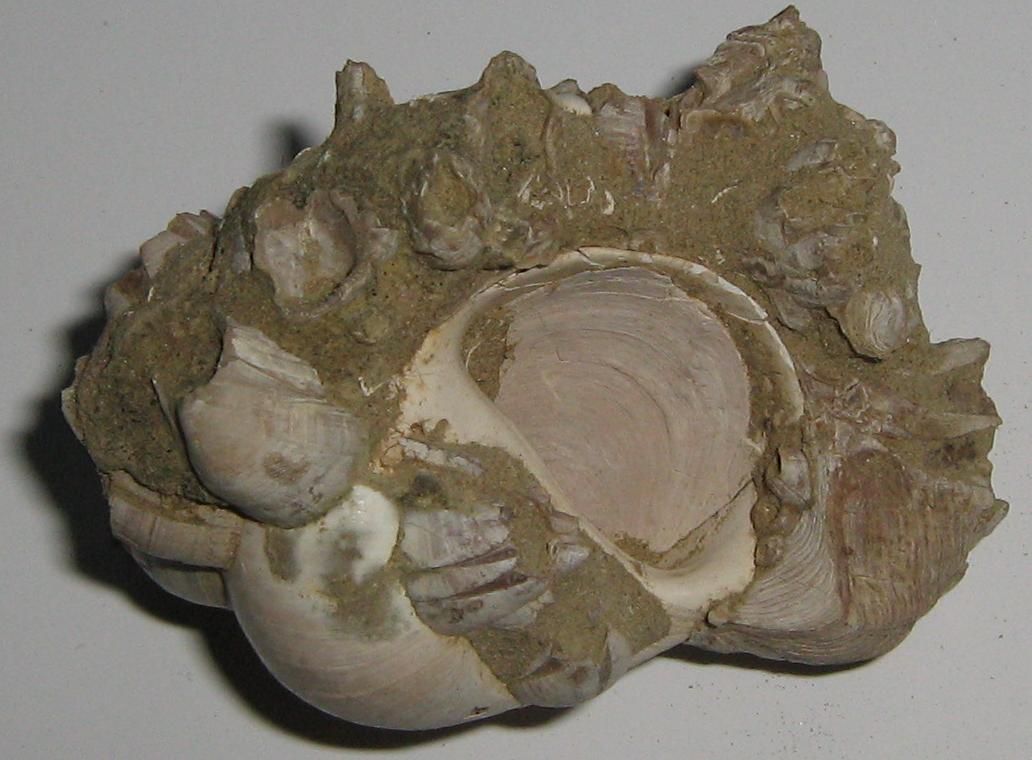 Crepidula unguiformis (Lamarck, 1822)  Pietrafitta  Pliocene